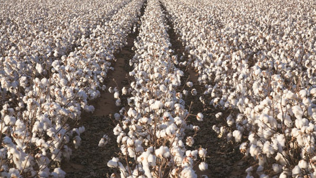 Cotton Crops Flourish as Tomato Fields Decline in California