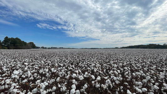 Cultivating Change: Victoria's Secret's Partnership with Minority-Owned Farms