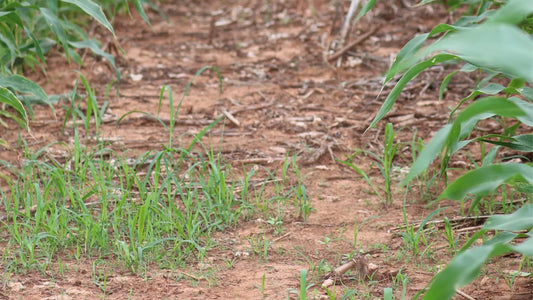 Cultivating Success: NBGC's Efforts in Mentoring Black Farmers