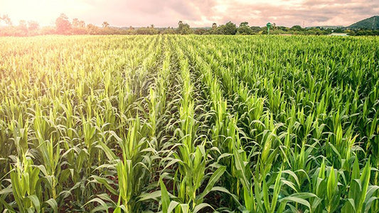 Equity in Agriculture: Navigating Challenges of Being a Black Farmer