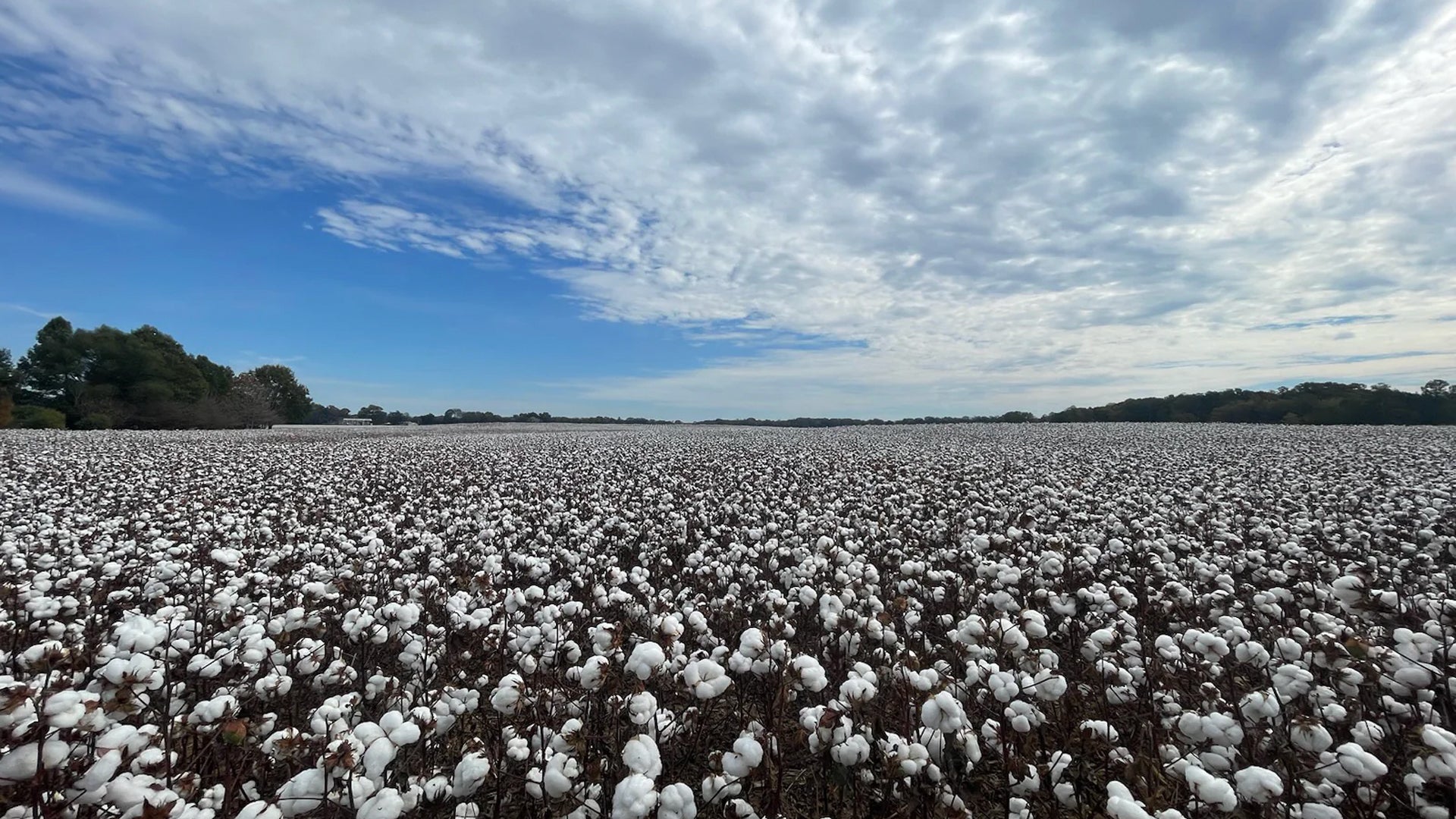 Cultivating Change: Victoria's Secret's Partnership with Minority-Owne ...