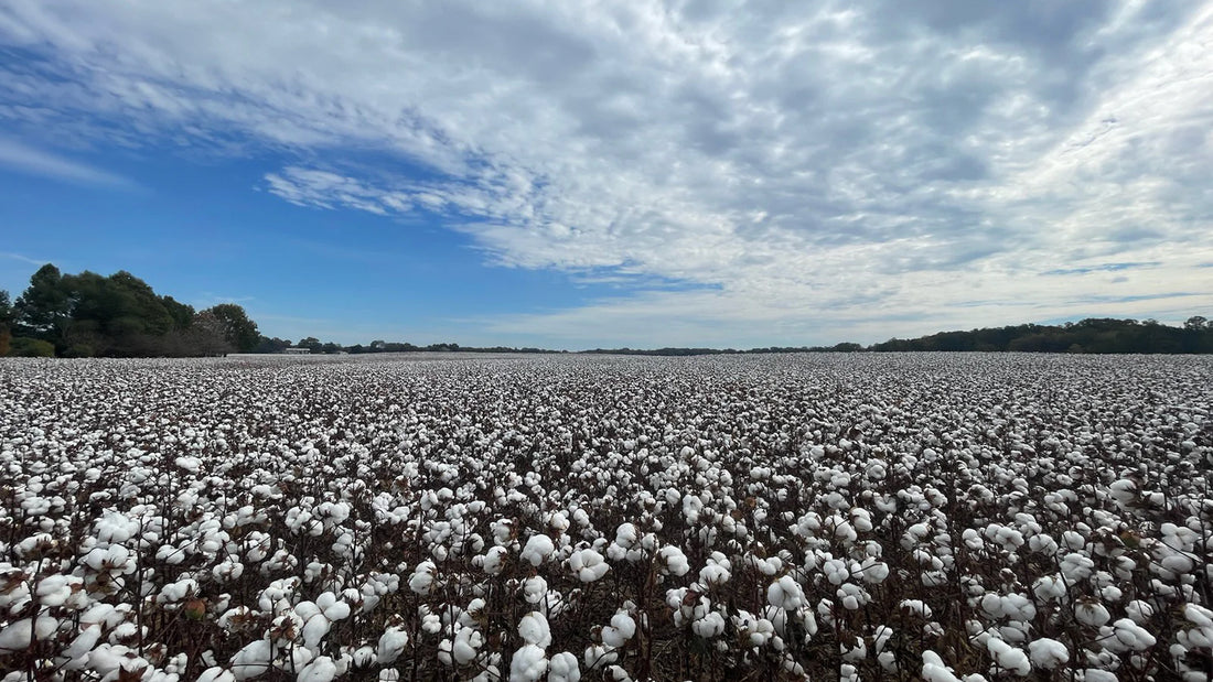 Cultivating Change: Victoria's Secret's Partnership with Minority-Owned Farms